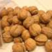 Грецкие орехи опт продам фото