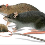 Дератизация. Борьба с крысами, мышами, грызунами фото