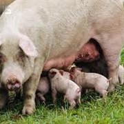 Свиноматки племенных свиней, племенные свиньи, разведение и поставки племенных свиней, животноводство фото