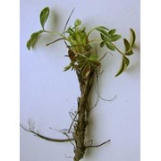 Лапчатка белая (корень, трава), пятипал, Potentila alba