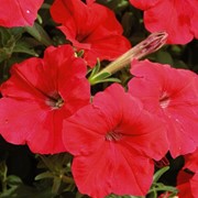 Семена цветов петунии Лавина F1 250 шт. драже красный фотография