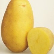 Товарный картофель сорт Колетте фото