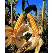 Борозенский 277 МВ — семена кукурузы фото
