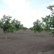 Саженцы ореха в Молдове фото