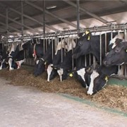 Кормовая добавка PANTO MINERAL R-65 (Панто Минерал) для сухостойных коров