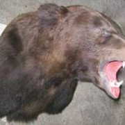 Голова на медальонах - Медведь фото