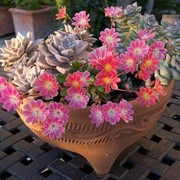 Левизия котиледон (Lewisia cotyledon) фото