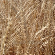 Озима м'яка пшениця Годувальниця одеська (еліта) фото