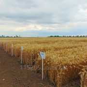 Семена пшеницы озимой от оригинатора фотография