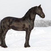 Лошади фризской породы Easger fan’e Vesta Hoeve фото