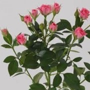 Роза веточная Грация, местная роза фото
