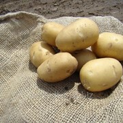 Картофель семенной Аврора 2 репродукции фотография