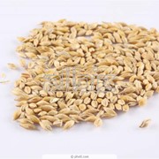 Зерно товарное:Пшеница озимая Антоновка и Богдана Ячмень Кукурудза Подсолнечник семена фотография