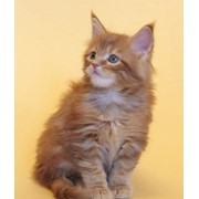Котенок(кот) Мейн кун красный мрамор фото
