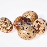 Яйца пищевая перепелиная