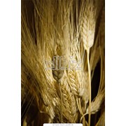 Пшеница фуражная 5 класс фотография