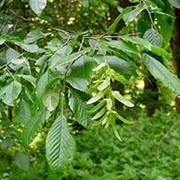 Граб обыкновенный Carpinus Betulus 100-125