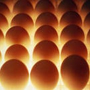 Яйца инкубационные Фаворит фото