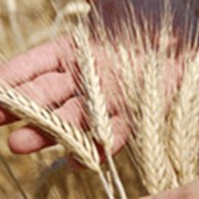 Мука пшеничная фотография