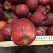 Супер-яблоки - сладкие и вкусные - оптом фото