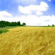Пшеница озимая Богемия,заказать,купить,продажа,Украина,оптом,розница,цена фотография