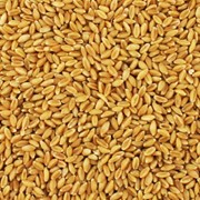 Продажа пшеницы оптом по всей Украине.
