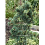 Сосна мелкоцветная Pinus parviflora Tempelhof 40-60 C2