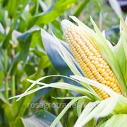 Ирондель гибрид кукурузы фото