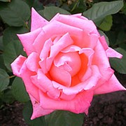 Роза Бель Анже (Rose Bel Ange) горшок 7л. фото