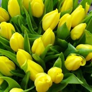 Тюльпаны (экстра) фото
