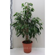 Фикус Benjaminа фото