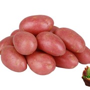 Картофель от Хозяина фото