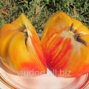 Семена томатов Королева солнца фото