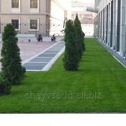Рулонный газон в Алматы фото