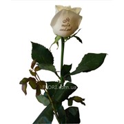 Роза с посланием фото