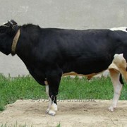 Семя быков-производителей Черно-пестрой породы фото