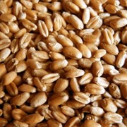 Зерновые и зернобобовые культуры продам