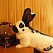 Кролик Немецкий пестрый великан фото