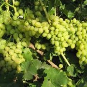 Продажа саженцев винограда Киев