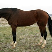 Лошадь ганноверской породы фото