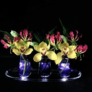Глориоза и орхидея