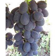 Саженцы винограда универсальных сортов фотография