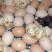 Инкубация яиц фото