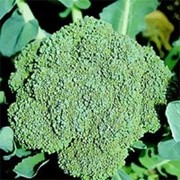 Брокколи, Brassica oleracea var. Italica фото