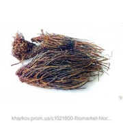 Красная щетка 100г корни (Родиола холодная) фото