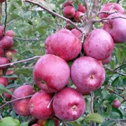 Саженцы яблонь Флорина - плоды выше средних размеров, массой 140 - 160, сладкие. Саженцы плодовых деревьев, саженцы яблок, яблоки, сорты яблок фото
