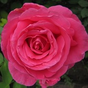 Розы парковые, Роза Сьюзан Хэмпшир