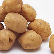 Картофель семенной Вега 1РС фотография