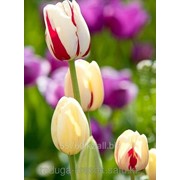 Картина по номерам Весенние тюльпаны фото