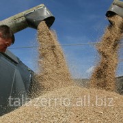 Пшеница третьего класса от производителя от 500тн. Гарантия. Документы фото